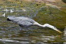 "Schlangenhalsvogel"