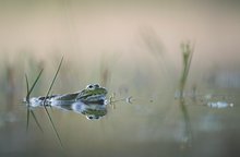 _____teichfrosch________