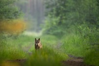 Jährling am frühen Morgen