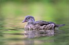 Mandarin Duck