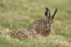 Häsin und Hase