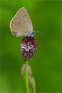 Wiesenknopf-Ameisenbläuling