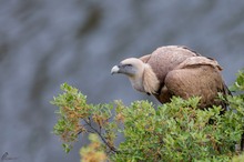 Gänsegeier