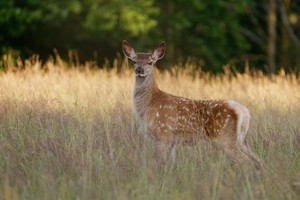 Ich bin schon groß  - das Hirschkalb