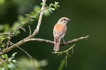 Neuntöter, female