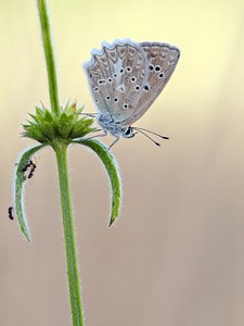 ein weiblicher Zahnflügel Bläuling