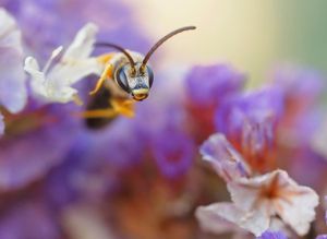 Besuch der Gelbgebänderten Furchenbiene (Halictus scabiosae)