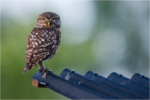 Auf dem Dachüberstand