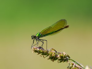 gebänderte Prachtlibelle