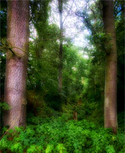 Ein alter, aufgelassener Hohlweg ...