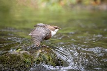 Wasseramsel