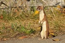 Hermelin  auf dem Radweg