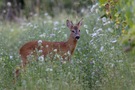 Rehbock im Bio - Weingarten