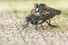 Gemeine Raubfliege ( tolmerus atricapillus )