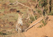 Leopardin mit Nachwuchs