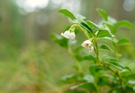 Die Blüte der Preiselbeere