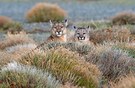 Pumas Weibchen mit Jungtier