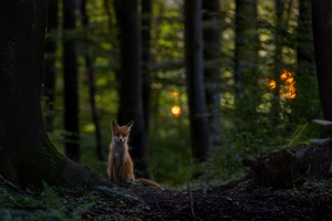 Früh Morgens im Märchenwald ....