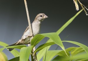 Unbekannter Vogel