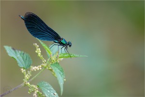 Blauflügel-Prachtlibelle