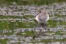 Bruchwasserläufer mit Beute