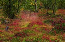 Lust auf Beeren ?