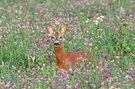 Bock im Kleefeld