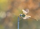 Frühe Heidelibelle im Wind