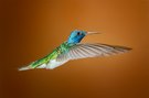 Weißnackenkolibri (White-necked jacobin)