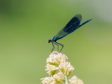 gebänderte Prachtlibelle