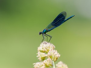 gebänderte Prachtlibelle