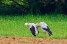 Synchronputzen ! Olympisch ?