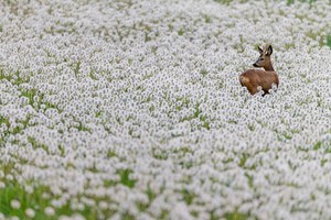 Rehbock auf einer Pusteblumenwiese