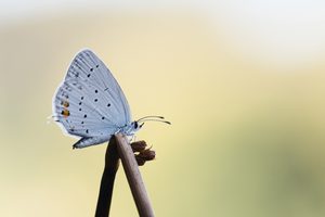 Kurzschwänziger Bläuling