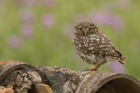 Steinkauz – Athene noctua