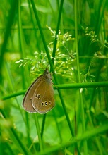 Der Braune Waldvogel