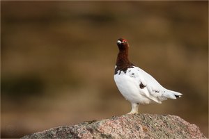 Moorschneehuhn (lagopus lagopus)