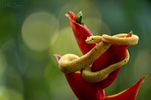 Eyelash-Viper