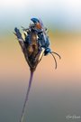 Heuschreckensandwespe im letzten Licht