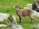 auf den Spuren der Steinböcke II