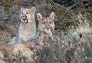 Pumas Weibchen mit Jungtieren