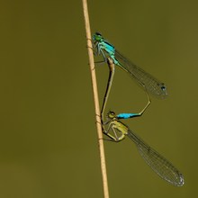 Paarungsrad zweier Azurjungfern