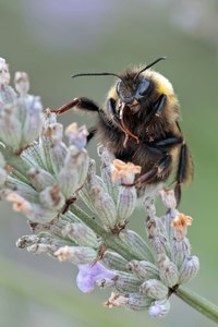 Hummel auf Nektarsuche