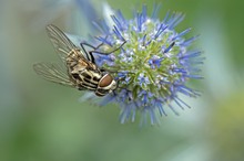 Graphomya maculata