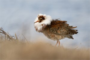 Kampfläufer (Calidris pugnax)