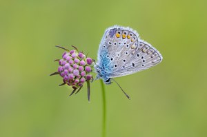 Hauhechelbläulings-Männchen ...