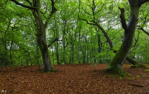 Darßer Wald ....