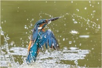 Eisvogel