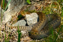 Vipera