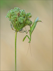 *Mantis*